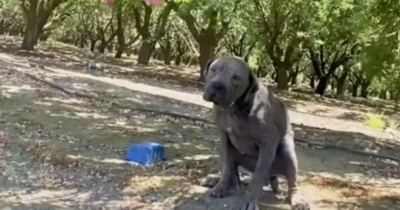 Oregon Rescuer Discovers Abandoned Dog Curled Up On A Mattress Deep In The Woods