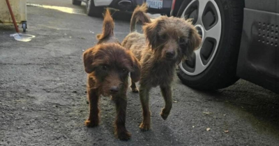 California Rescuer Finds Two Frightened Puppies And Witnesses A Moment She'll Never Forget