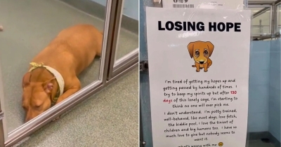 Florida Shelter Dog Waits Over 100 Days Before The Right Person Finally Walks Into Her Life