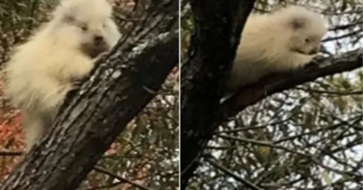 Maine Boy Spots Pale Figure Near Woods And Leads Family To Rare Discovery