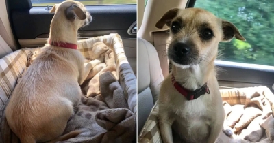 Florida Woman Stops For A Rescue Dog And Realizes The Ride Home Will Take An Unexpected Turn