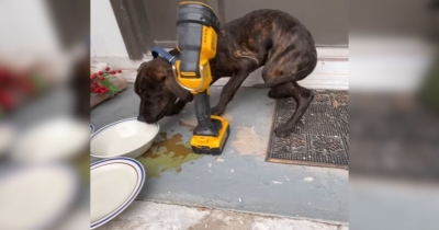 Freezing Missouri Puppy Finds Shelter In An Unexpected Place And Gets A Second Chance