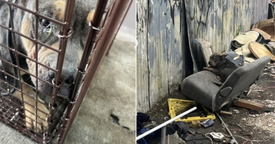 California Dog Found Crying In A Trash Pile Leads Rescuers To An Amazing Turn In Her Story