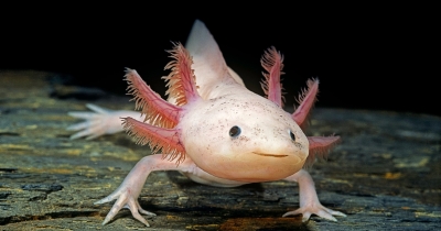 Strange 'Never-Aging' Creature May Help Scientists Unlock Human Limb Regrowth
