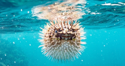 'Puffer-Fishing' Dating Trend Explained As Experts Warn It Can Push Partners Away