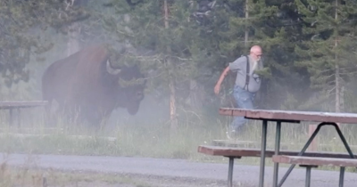 Yellowstone Tourist Launched 8 Feet Into The Air During Sudden Bull Bison Attack