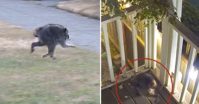 Seattle's Unusually Short-Bodied Raccoon 'Jimothy' Becomes A Local Internet Star