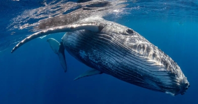 Diver Trapped In Whale's Mouth Says Another Ordeal Was Far More Terrifying