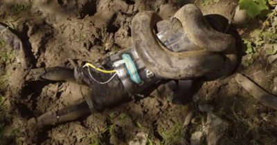 Man Volunteered To Be Eaten By An Anaconda On Camera Before The Stunt Took A Terrifying Turn